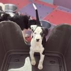 ACE: Chaparalla prachtig hondje met een tof karakter, Dieren en Toebehoren, Particulier, Rabiës (hondsdolheid), 15 weken tot 1 jaar