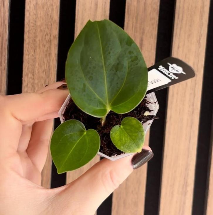 Anthurium HU King of Spades by Kartel Daun 2, Huis en Inrichting, Kamerplanten, Minder dan 100 cm, Halfschaduw, Ophalen of Verzenden