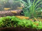 Prachtige yellow neon backline neocaridina gele garnalen, Kreeft, Krab of Garnaal, Zoetwatervis, Schoolvis
