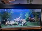 Aquarium met vissen en axolotls te koop, Dieren en Toebehoren, Ophalen, Zo goed als nieuw, Gevuld zoetwateraquarium