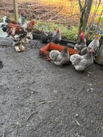 Cochin kriel te koop, Dieren en Toebehoren, Pluimvee, Meerdere dieren, Kip