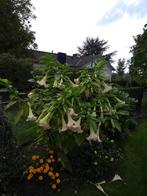 brugmansia, Tuin en Terras, Planten | Tuinplanten, Zomer, Overige soorten, Ophalen, Eenjarig