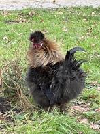 Zijdenhoender haantje, Juni, Mannelijk