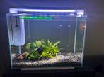 Aquarium home 85 wit, Dieren en Toebehoren