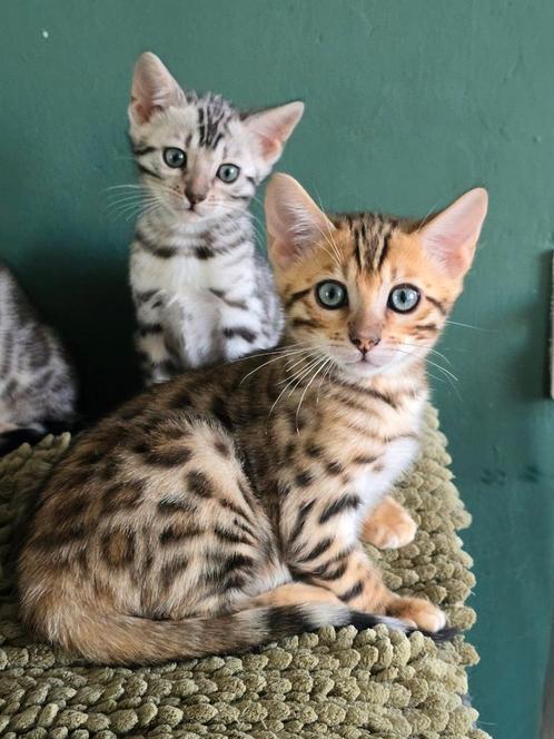 Ras zuivere bengaal kittens ( mogen weg ), Dieren en Toebehoren, Katten en Kittens | Raskatten | Korthaar, Meerdere dieren, 0 tot 2 jaar