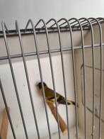 Te koop zwartkopsijs, Mannelijk