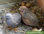 chinese dwerg kwartels, Meerdere dieren, Tropenvogel