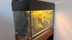 Paludarium 80x50x50 dutch rana gifkikker, Ophalen of Verzenden, Zo goed als nieuw