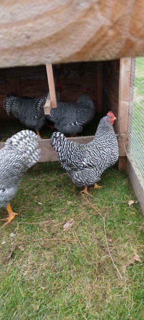 Broedeieren Amrock kippen, Dieren en Toebehoren, Pluimvee, Kip, Geslacht onbekend