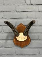 Gewei gems op houten schild - Decoratie, Ophalen of Verzenden, Gebruikt