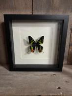 Urania vlinder in lijst, Ophalen of Verzenden, Nieuw, Insect, Opgezet dier