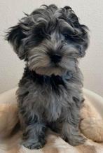 Bijzonder mooi nestje boomer pups., Dieren en Toebehoren, Honden | Chihuahua's en Gezelschapshonden, Overige rassen, CDV (hondenziekte)