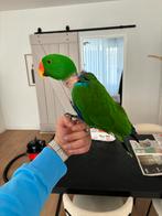Tamme edelpapegaai + javaboom, Dieren en Toebehoren, Mannelijk, Papegaai