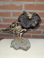 Prachtige opgezette kemphaan, Ophalen of Verzenden, Nieuw, Vogel, Opgezet dier