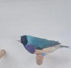 Gouldamadine witstuit, Dieren en Toebehoren, Vogels | Overige Vogels, Meerdere dieren, Tropenvogel, Geringd