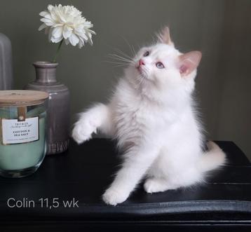 Ragdoll kittens(stamboom)klaar om te verhuizen.  beschikbaar voor biedingen
