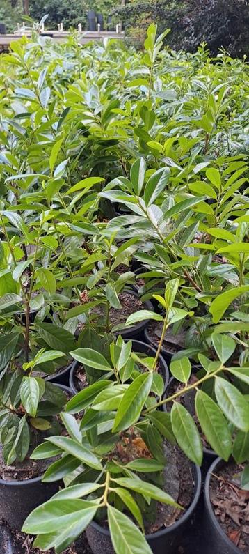 Laurier  beschikbaar voor biedingen