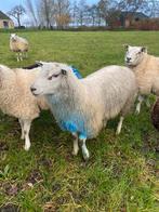 Dekram, Dieren en Toebehoren, Schapen, Geiten en Varkens, Mannelijk, Schaap, 0 tot 2 jaar