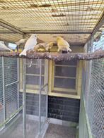 Kanaries Waterslagers, Dieren en Toebehoren, Vogels | Kanaries, Meerdere dieren, Zangkanarie