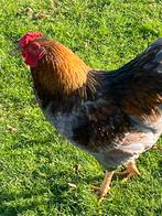 Mooie haan. Ruilen of af te halen, Dieren en Toebehoren, Pluimvee, Mannelijk, Kip