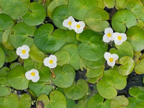 Ik geef € 10,00 voor Kikkerbeet (Hydrocharis morsus-ranae), Tuin en Terras, Vijvers, Ophalen of Verzenden