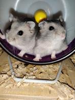 Schattige tamme dwerghamsters (complete sets ook mogelijk), Dieren en Toebehoren, Knaagdieren, Hamster, Meerdere dieren, Tam, September