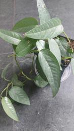 Scindapsus  cebu blue, Ophalen of Verzenden, Volle zon, Minder dan 100 cm