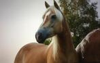 Haflingers en nmprs merries te koop, Dieren en Toebehoren, Merrie, Recreatiepaard, 3 tot 6 jaar