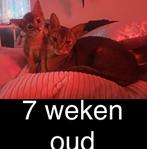 Raszuivere abessijn kitten met stamboom, Dieren en Toebehoren, Katten en Kittens | Raskatten | Korthaar, Kater, Gechipt, 0 tot 2 jaar