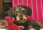 kaart ruwharige Teckel liggend in stoel, Ophalen of Verzenden, 1980 tot heden, Ongelopen, Hond of Kat