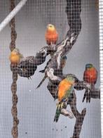 Turquoisine, Dieren en Toebehoren, Vogels | Kanaries, Meerdere dieren, Kleurkanarie