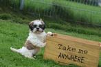 Shih-tzu pups prachtig behaard, Dieren en Toebehoren, Honden | Chihuahua's en Gezelschapshonden, Rabiës (hondsdolheid), 15 weken tot 1 jaar