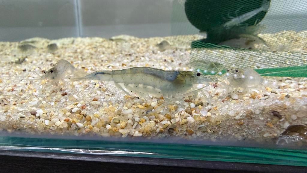 Amano Japonica XL, Kreeft, Krab of Garnaal