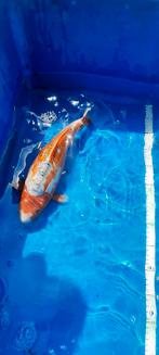 Shusui, Dieren en Toebehoren, Karper of Koi