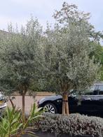Olijfboom - Prachtige Mediterrane Sfeer!, Bloeit niet, 100 tot 250 cm, Olijfboom, Ophalen