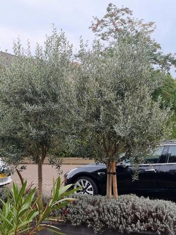 Olijfboom - Prachtige Mediterrane Sfeer! beschikbaar voor biedingen