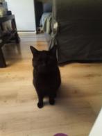 Twee katten zoeken zo spoedig mogelijk een nieuw huisje!!, Meerdere dieren, Kortharig, 6 jaar of ouder