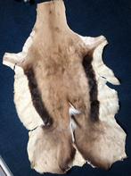 Springbok huid kleedje, Gebruikt, 50 tot 100 cm, Bruin, Rechthoekig