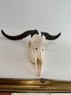 Geitenschedel echt., Verzamelen, Dierenverzamelingen, Ophalen of Verzenden, Zo goed als nieuw, Schedel