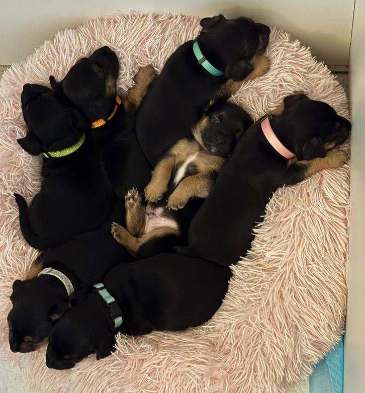 Mooie black and tans jack russel pups, Dieren en Toebehoren, Honden | Jack Russells en Terriërs, Meerdere dieren, Jack Russell Terriër