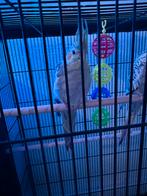 Valkparkieten, Dieren en Toebehoren, Vogels | Parkieten en Papegaaien, Meerdere dieren, Parkiet