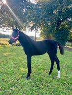 Chique zwart merrie veulen van Secret USB, Dieren en Toebehoren, Paarden, Merrie, Dressuurpaard, Ontwormd, 0 tot 2 jaar