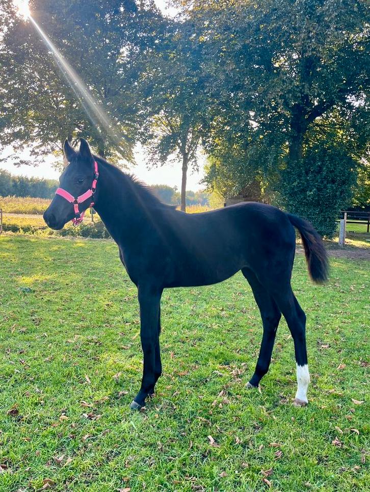 Chique zwart merrie veulen van Secret USB, Dieren en Toebehoren, Paarden, Merrie, 0 tot 2 jaar, Dressuurpaard, Ontwormd