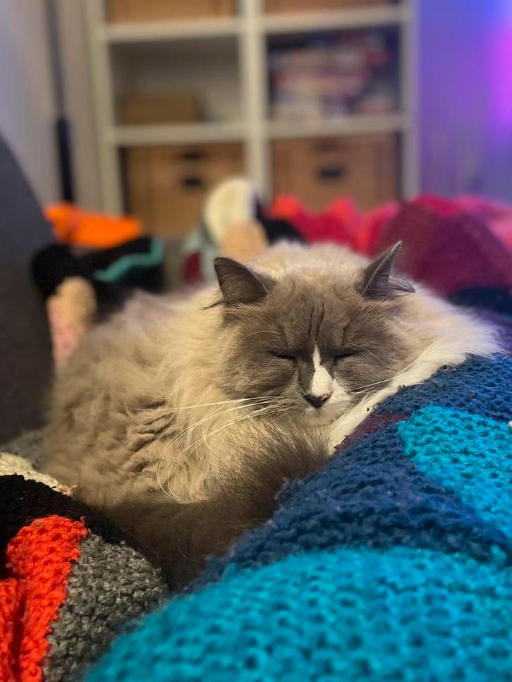 Mooie Ragdoll poes, Dieren en Toebehoren, Katten en Kittens | Raskatten | Langhaar, Poes, Gechipt