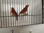 Nog 2 intensieve agaten rood kanaries man en pop, Dieren en Toebehoren, Vogels | Kanaries, Meerdere dieren, Kleurkanarie