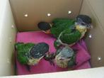 5 Zwartkop en 2 Roestkop-caique`s-papegaaien in èèn koop !?!, Dieren en Toebehoren, Vogels | Parkieten en Papegaaien, Geslacht onbekend