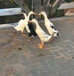 Broed eieren Indische Loopeenden, Dieren en Toebehoren, Ophalen of Verzenden, Nieuw, Overige typen