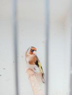 Bavette/witkeel parva man 2022, Dieren en Toebehoren, Mannelijk, Wildzangvogel