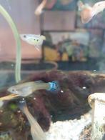 GUPPEN TE KOOP, Dieren en Toebehoren, Vissen | Aquariumvissen, Vis, Zoetwatervis, Schoolvis