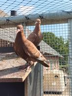Kleurpostduif kleurpostduiven, Dieren en Toebehoren, Vogels | Duiven, Meerdere dieren, Postduif